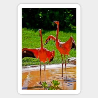 Flamingos welcome visitors of Xcaret Sticker